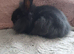 Double mane lionhead