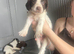 Stunning cocker spaniel puppies