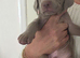 Silver Weimaraner puppies champion bloodlines