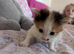 Cute kittens 12 weeks