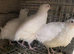 White jumbo quails