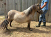 Registered three year old standard shetland