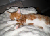 Red and white male tabby