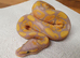 Stunning banana ball python