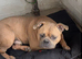 Pocket Bully Boy Age 2 FTGH