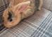 baby bunnies