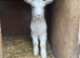 Kid goats for sale