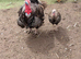Turkey breeding pair
