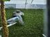 Lovely Bonded Pair Celestial Parrotlets