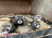 Ferrets