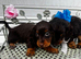 long-haired dachshund