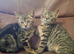 2 tabbie brothers