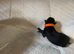 Black German Shepherd pups