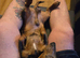 Dachshund puppies for sale