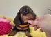 Kc Miniature Dachshund