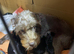 Patterdale pups