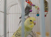 Beautiful baby budgies