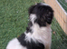 Gorgeous shih Tzu puppy