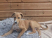 Gorgeous lurcher pup
