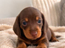 Stunning Miniature Dachshund Puppies
