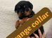 Rottweiler puppys