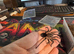 Phormictopus sp Dominican Purple