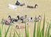 Indian runner duck pairs NN10