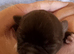 KC long coat chihuahuas