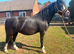 Gorgeous Registered Welsh Section A &ndash; 6yo &ndash; Lightly Backed &ndash; Perfect Little Family Project