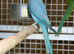 Blue ring neck parrot