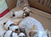 Shihtzu cross Teddy bear Biewer 3 girls