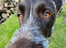 Our Brax needs a home!