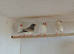 Zebra finches