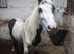 Unhandled 2 year old colt