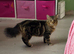 Long haired tabby kitten