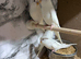 Budgies forsale