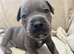 Last puppy left - blue with slight fawn Staffordshire BULLTERRIER male