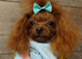 Male F1 True teacup Korean Maltese x Asian poodle F1 health tested