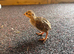 Red Legged Partridge chicks