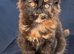 Tica registered Maine coons