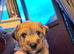 Westie cross Yorkie puppies