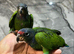 Hand-Rearing Baby Super Tame Cuddly Blue Headed Pionus