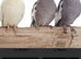 Any parrot