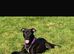 Staffy Cross