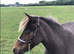 Beautiful American minstrel x Falabella and filly foal at foot
