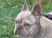 French bulldog bitch