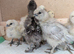 Silkie Chickens