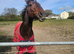 Pure cleveland bay stallion for loan