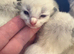 Beautiful 100% ragdoll babies