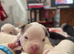 American bully pups